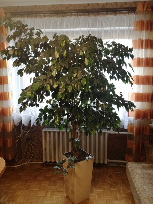 Fukus Benjamin 170 cm wysokości.