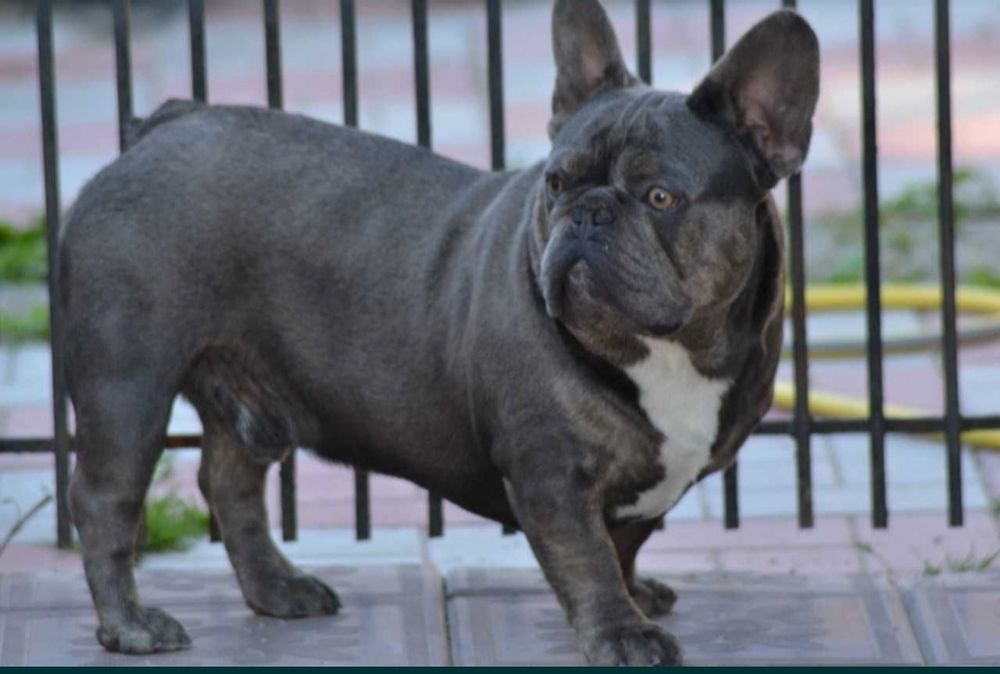 французский бульдог, вязка