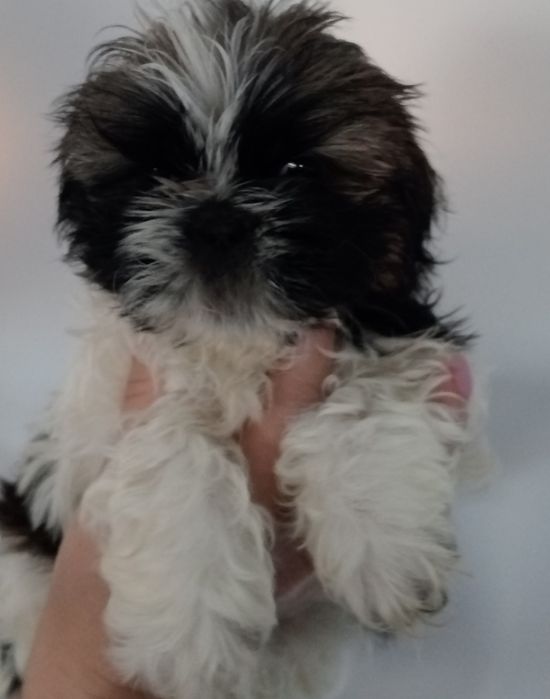 Shih tzu śliczna suczka