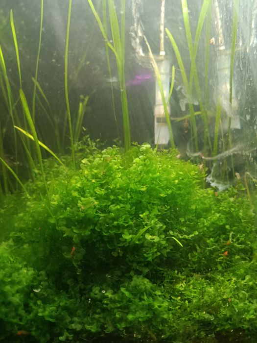 Продам печёночный мох