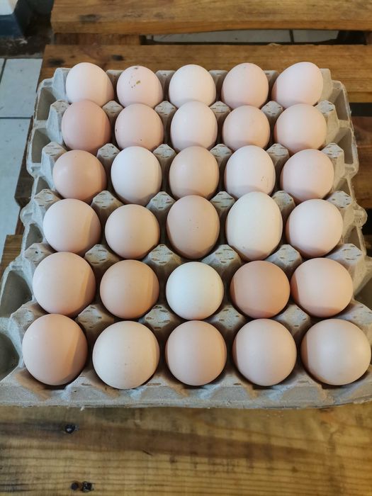 JAJA kremowe, brązowe , Wolny wybieg, Ściółkowe,Klatkowe z dowozem do