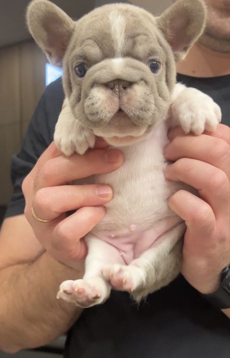 Дівчинка біло-ізабелова