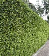 Туя Брабант Thuja occidentalis Brabant h= 1,2-1,4 m для живоплоту