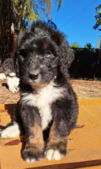 Bernedoodle Standard - unikalna, rodzice FCI