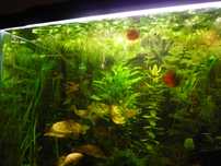 Zestaw (30szt.) pływających (3,5-4cm)=13 zł+GRATIS