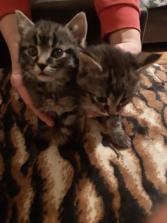 Oddam dwa kotki (kotkę i kotka)
