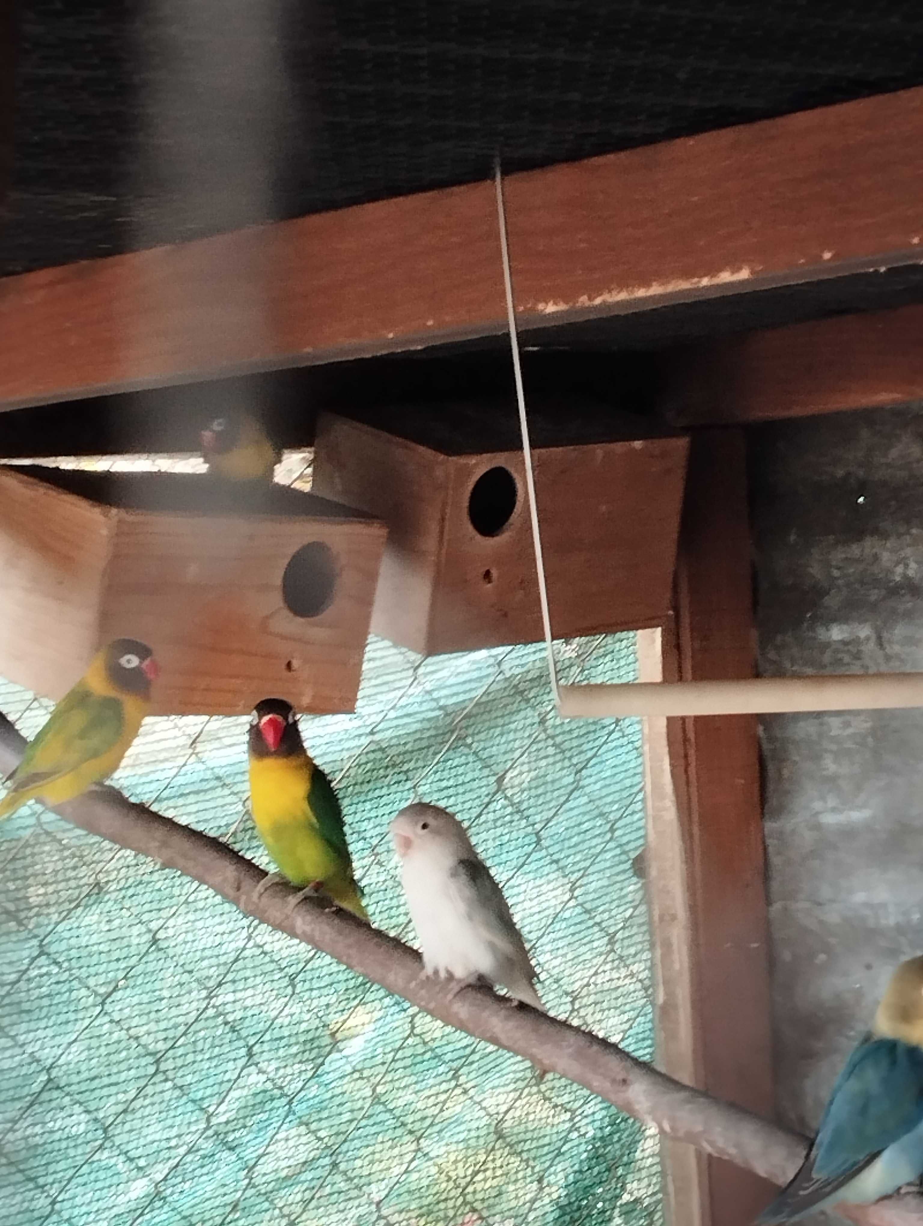 Ring necks e agapórnis