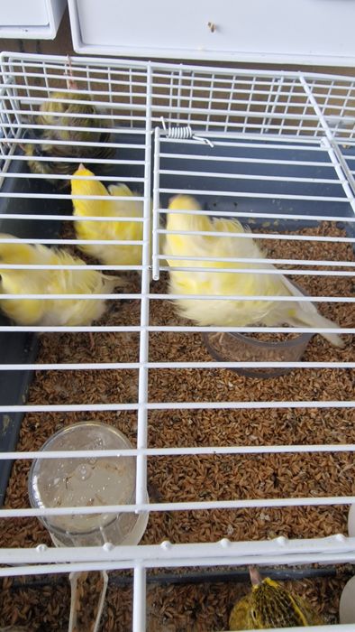 Canarios 2025 disponíveis