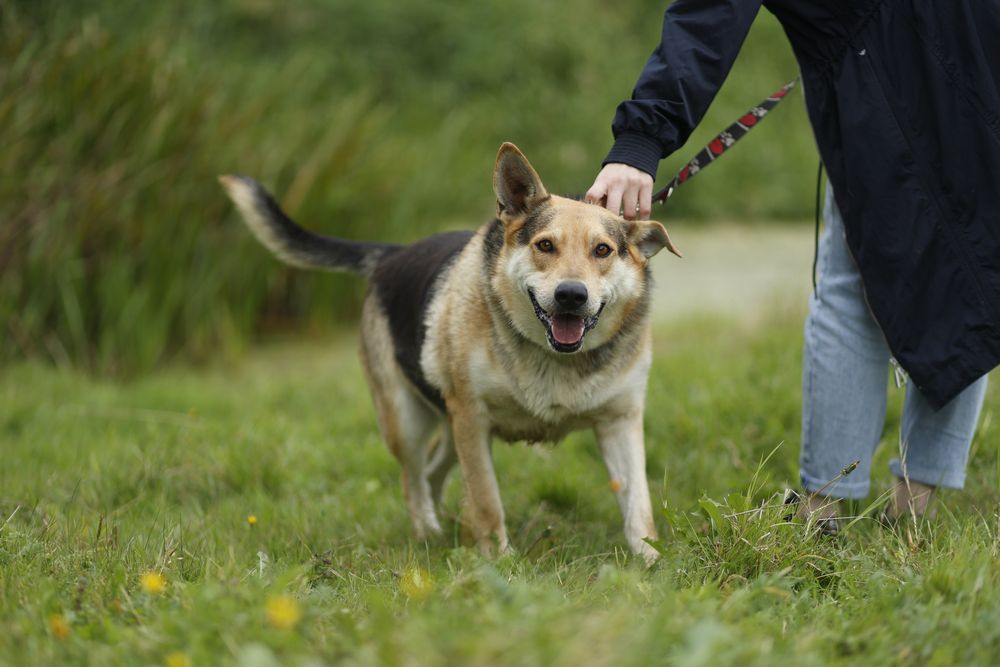 Abel szuka domu na zawsze