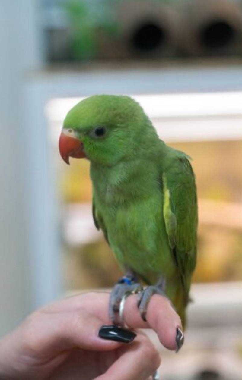 Папуги ожерелки, Пташенята ожереловие