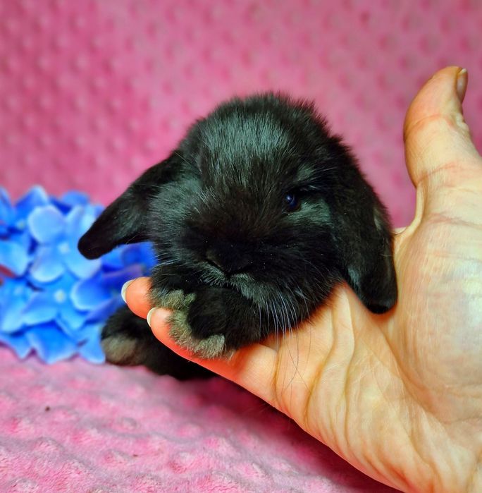 Карликовый мини кролик, Вислоухий баранчик mini lop
