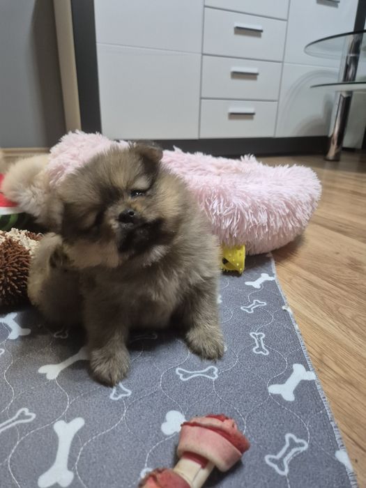 Szpic miniaturowy - suczka - odbior grudzień