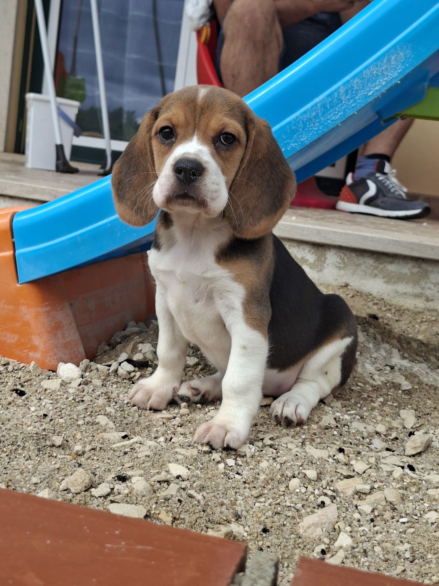 Beagle fêmea pura