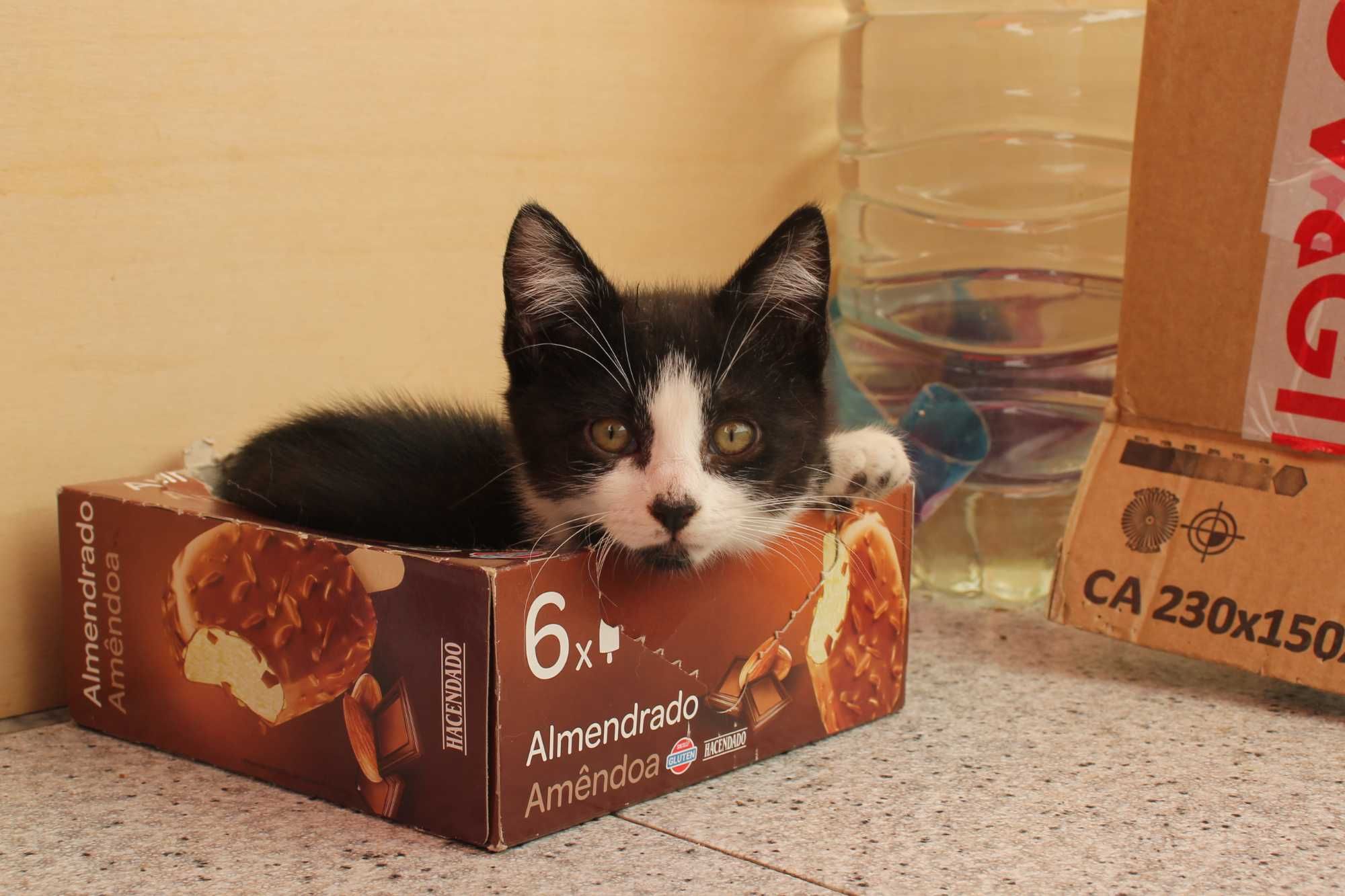 FÊMEA | Gatinha disponível para adoção muito responsável