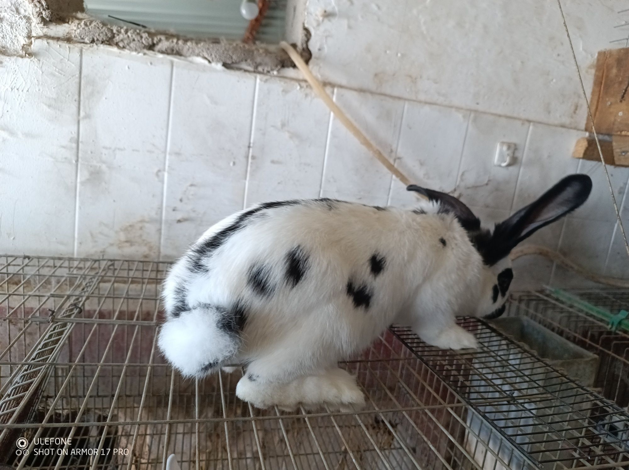 Coelhos borboleta francesa