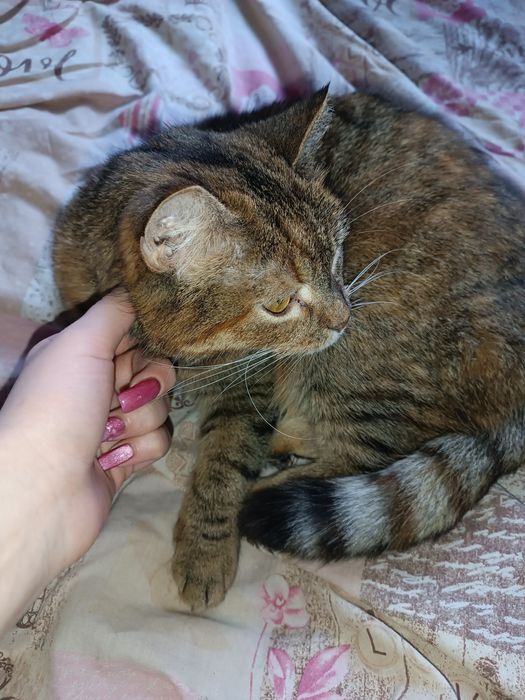 Кошка в добрые руки