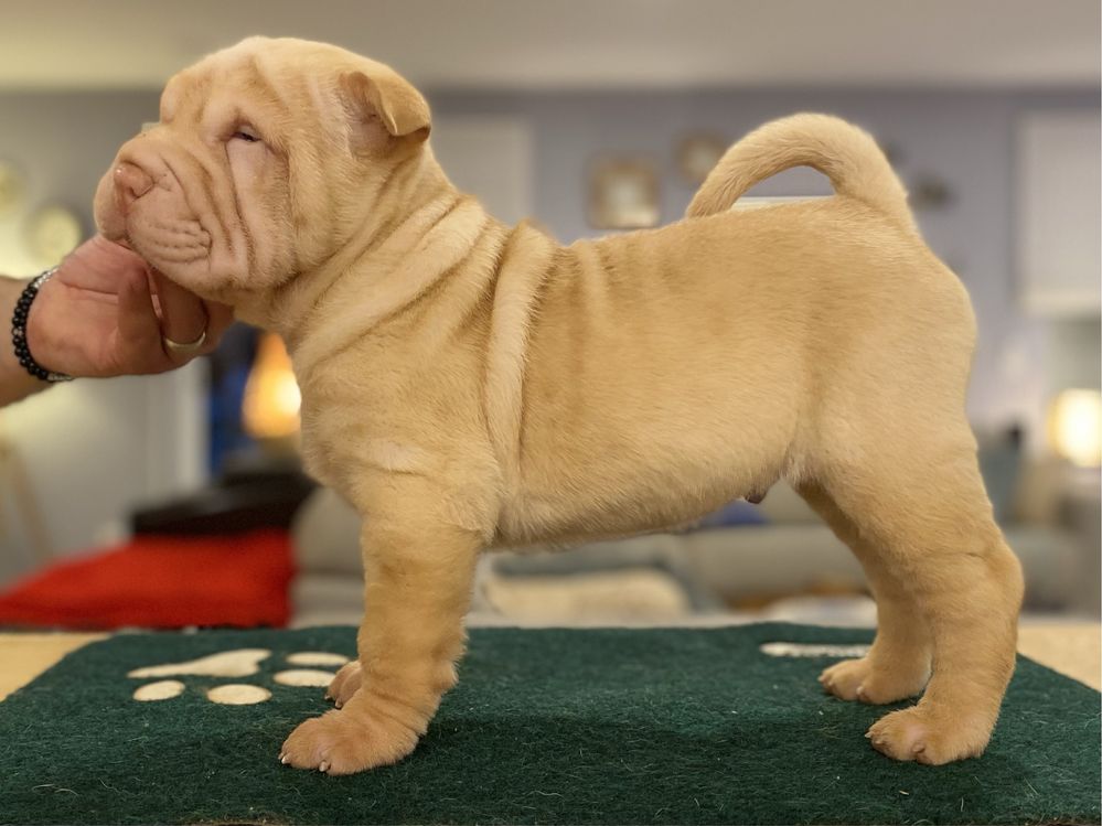 Cachorro Shar Pei