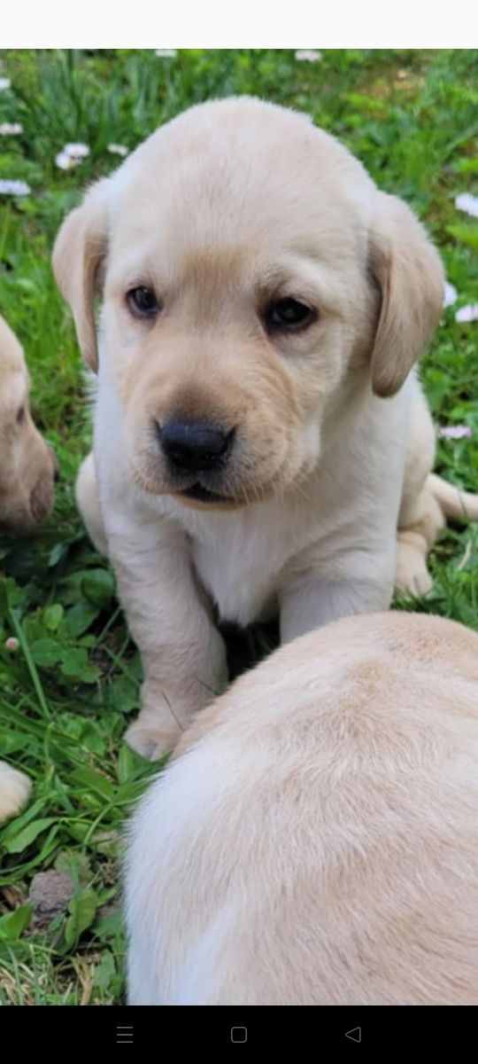 Labrador retriever
