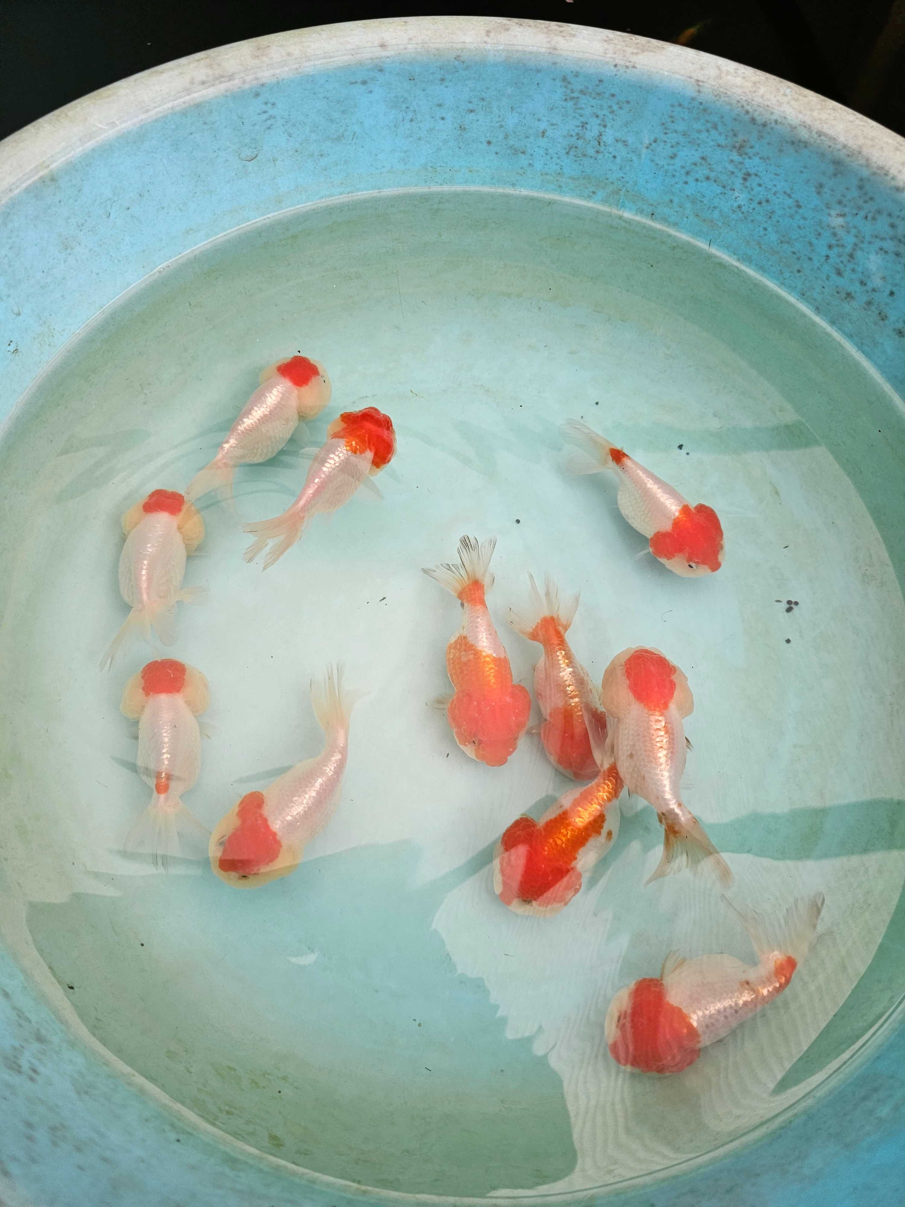 Orandas ranchu cabeça de leão