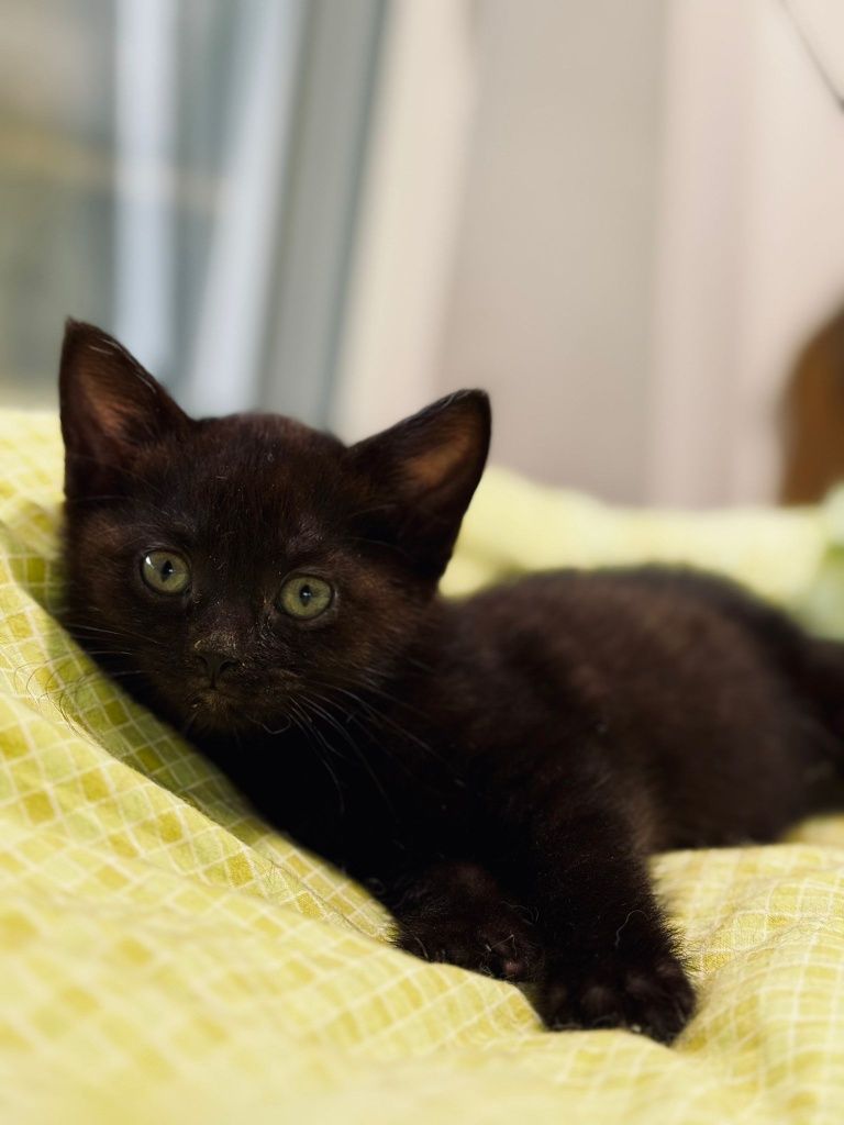 Kociaki do adopcji