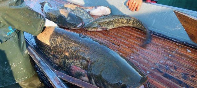 Sum europejski 15-40 kg