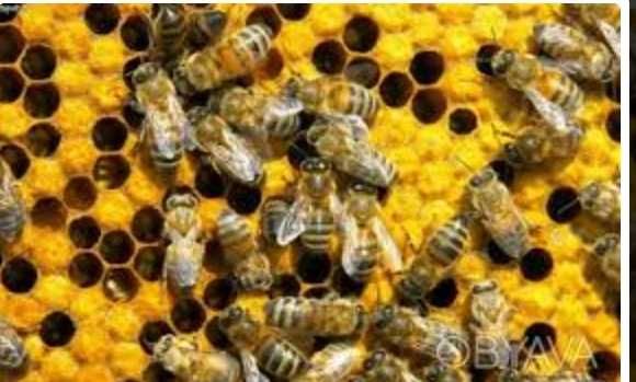 Продам бджолопакети 2022