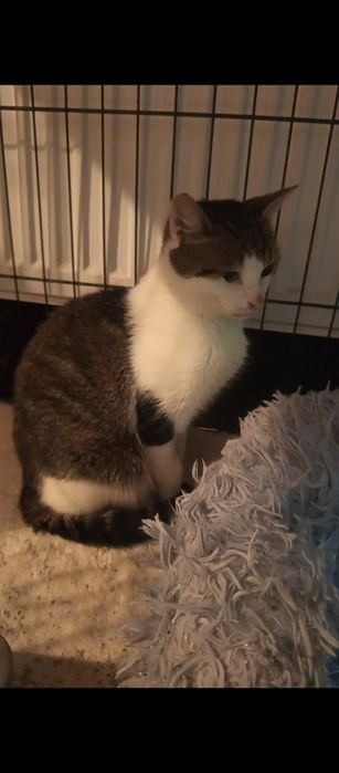 Błagam o domek dla wykastrowanego kocurka