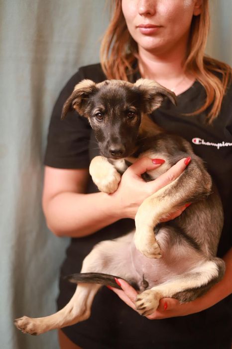 Cichy,  spokojny i trochę nieśmiały szczeniak poleca sie do adopcji