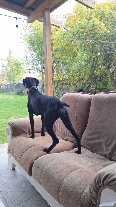 Wyżeł niemiecki czarny - Andzia