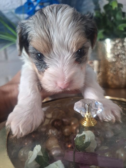 Yorkshire Terrier Bluberry chłopczyk
