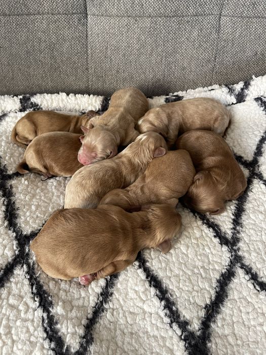 Cockapoo samiec F1 badania genetyczne