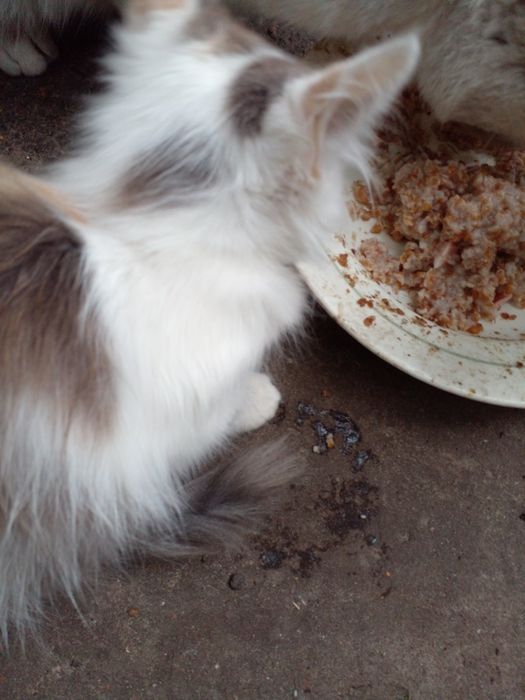 Пушистые, веселые, здоровые котята.