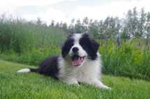 Border Collie - FCI/ZKwP piesek po Championach