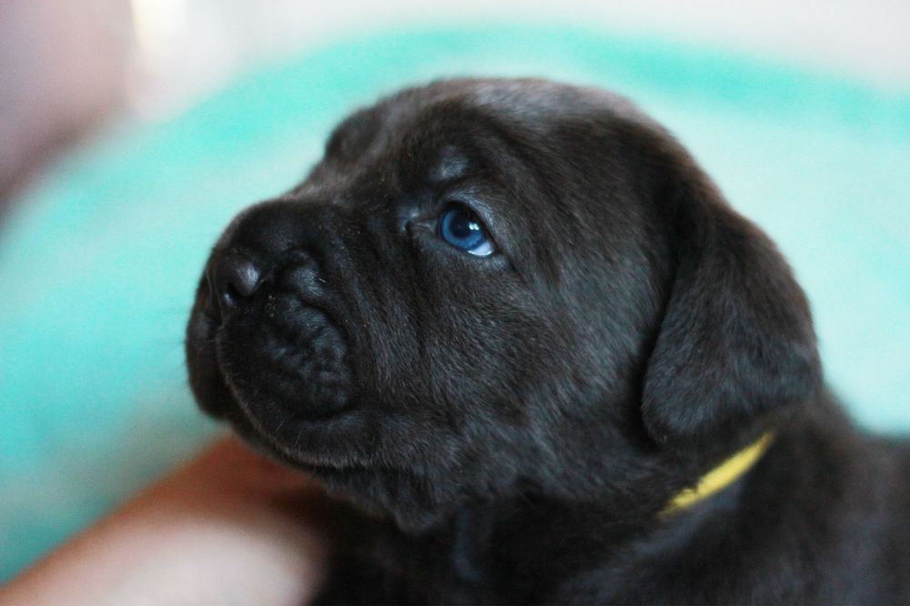 Cane corso italiano