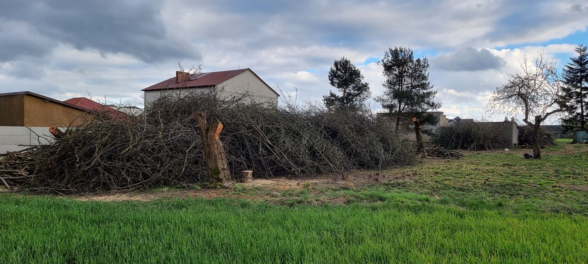 Oddam gałęzie z wycinki drzew