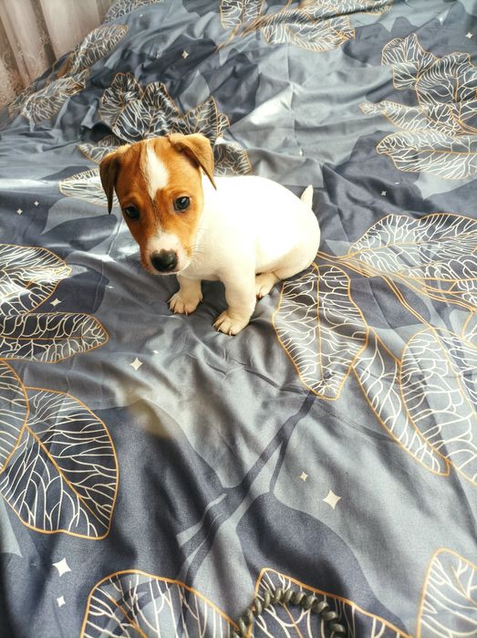 Jack Russell terrier