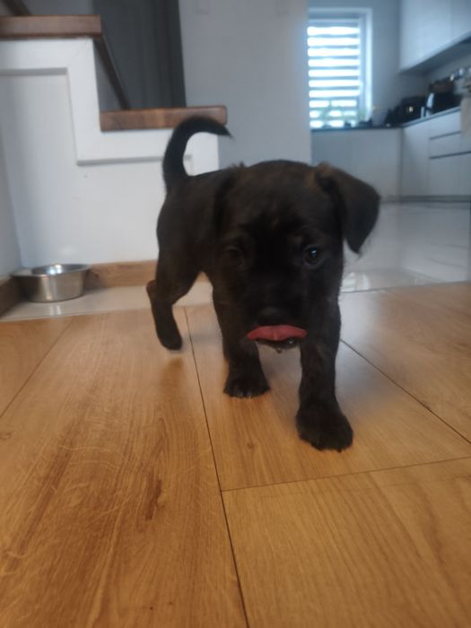 Szczeniak mieszaniec ( buldog francuski z yorkiem ) ZAREZERWOWANE )