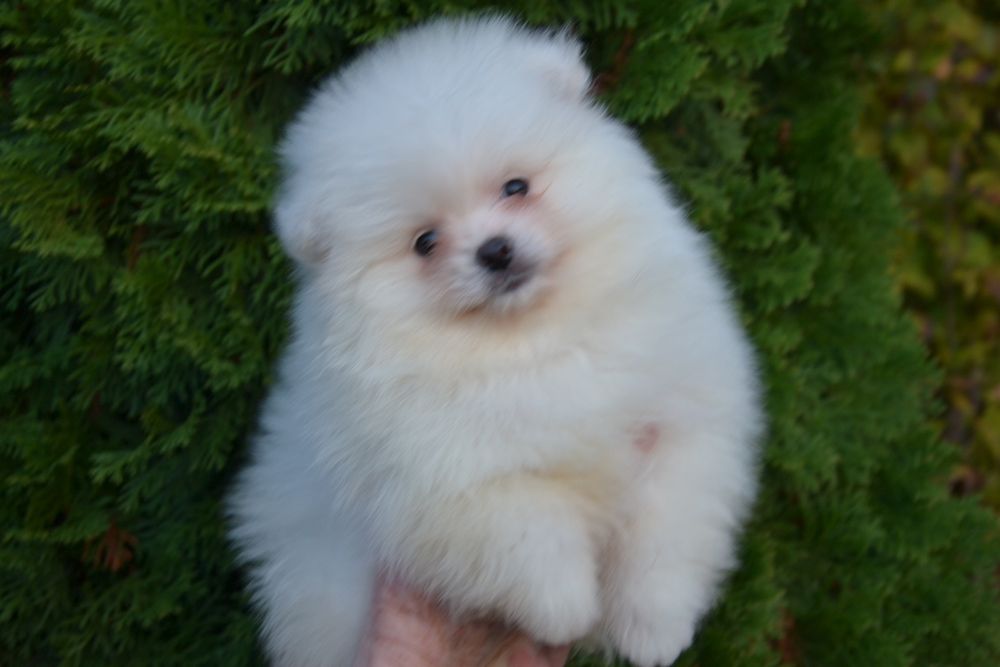 Гарний хлопчик  з документами