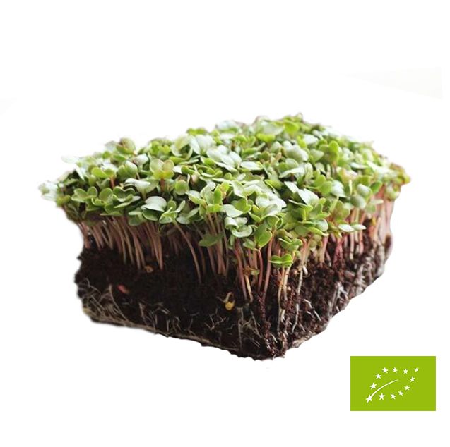 Sementes para Micro Vegetais (Micro greens)