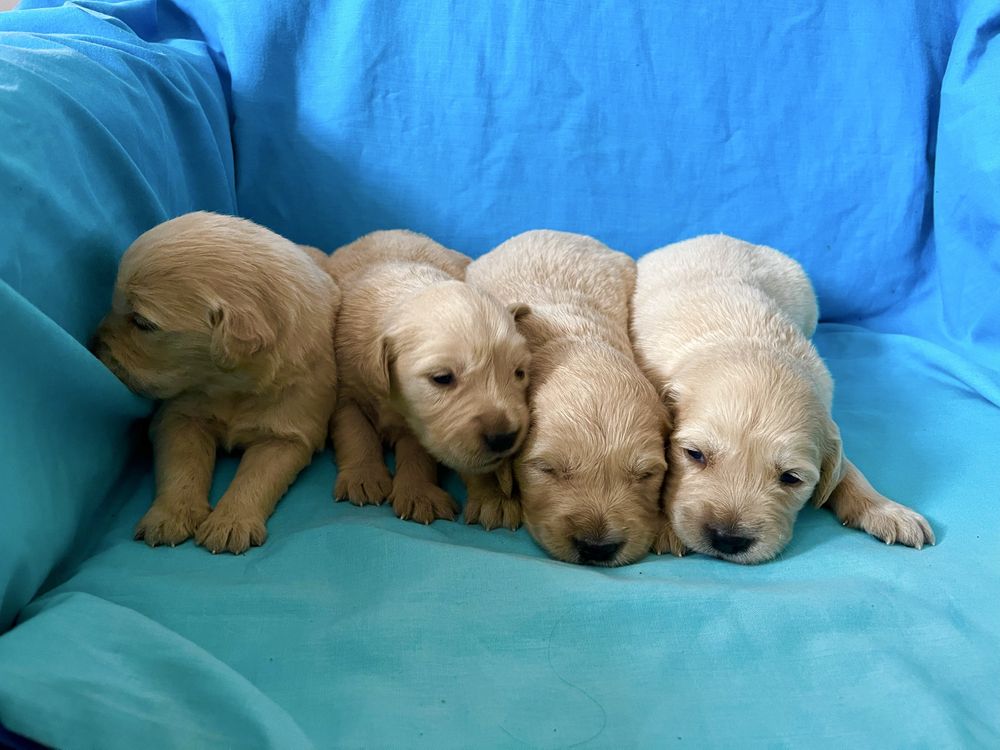 Golden Retriever