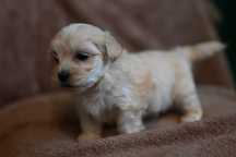 - Maltipoo *** szczeniak