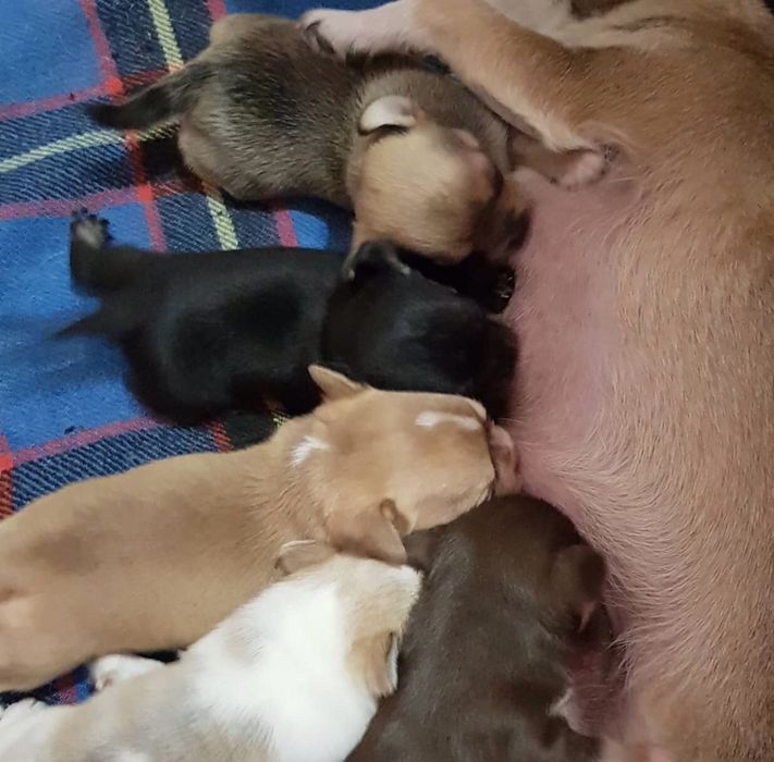 Шенки чихуа хуа разного возроста