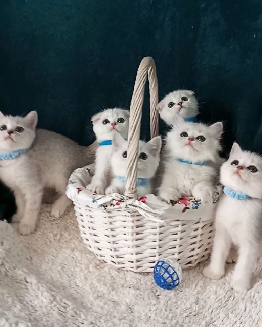 Котенок : Очень славные ребята наши котошиншиллята .