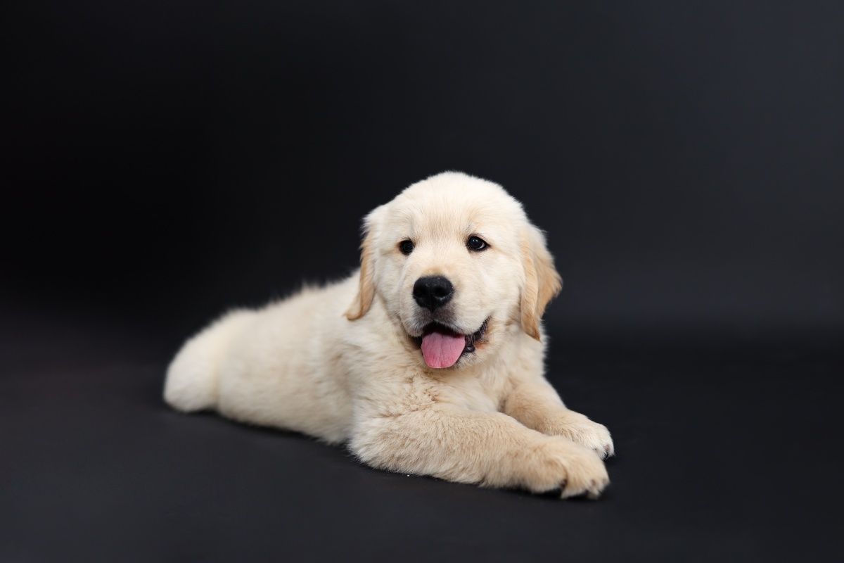 Golden retriever  juz do odbioru ! w typie Amerykański