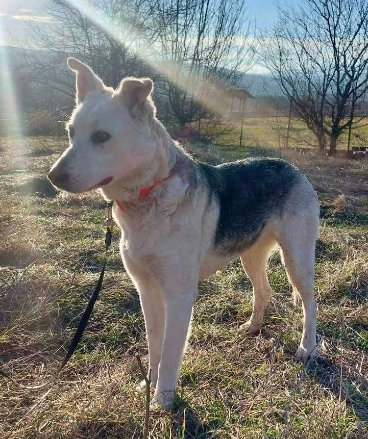 VALENTINE 1,5 bardzo opiekuńcza sunia uratowana w Bułgarii do adopcji