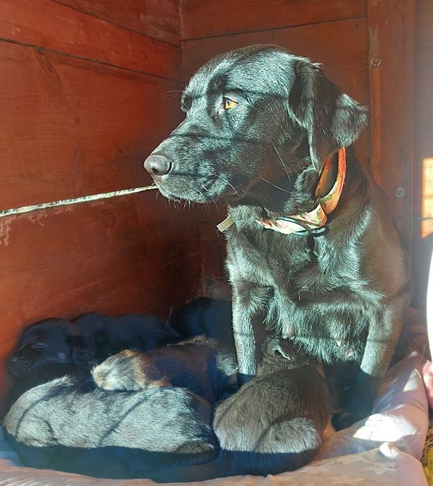 Szczeniaki po labradorce