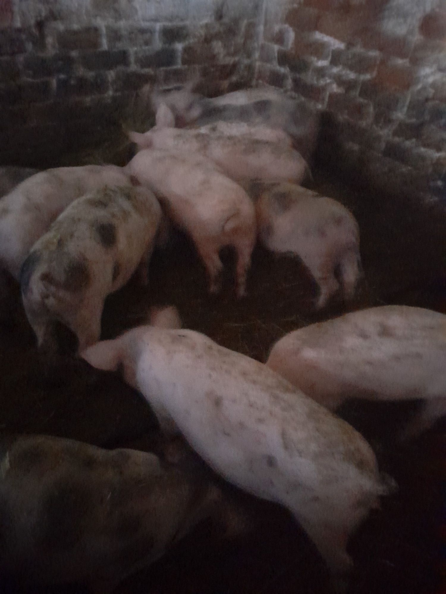 Продам поросят велика біла  до35кг проколено залізо