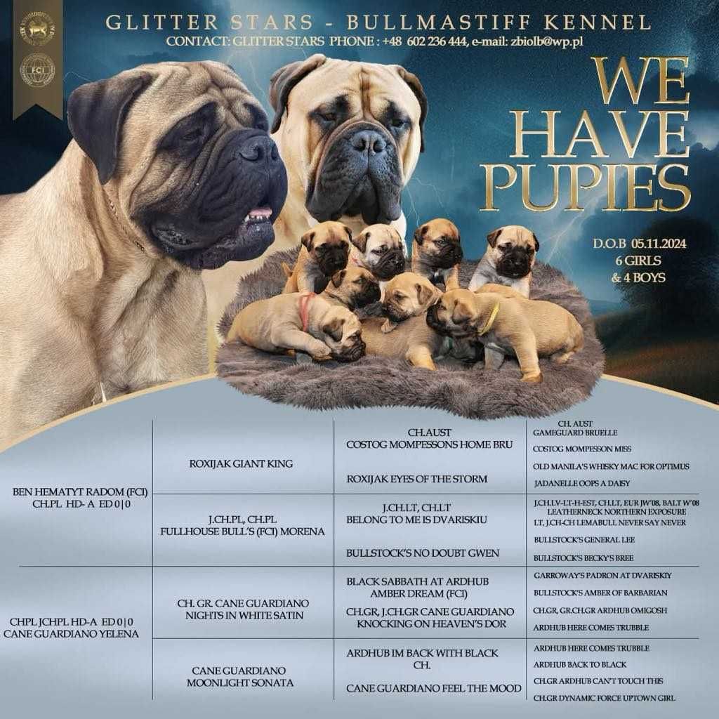 Bullmastiff szczenię FCI ZKwP