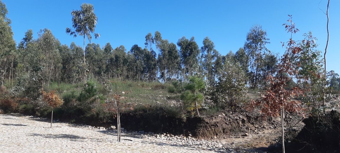 Terreno de construção para venda em Vila cova perto de Esposende
