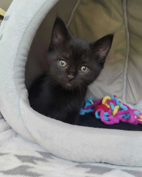 Setúbal / Margem Sul / Lisboa — FELIX e KURO*, gatinhos para adoção